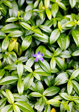 Green small leafs macro