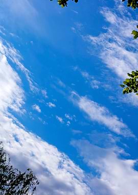 Trees vs blue summer sky