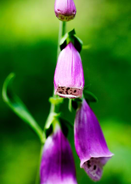Purpurea digitalis flower