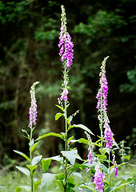 Purpurea digitalis flower