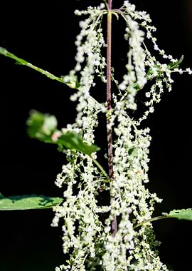 Urtica dioica Urticaceae
