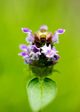 Prunella vulgaris flower