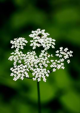 Aegopodium podagraria