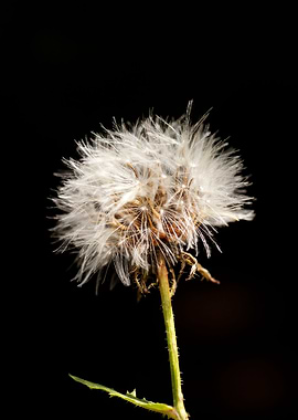 Taraxacum blow up flower