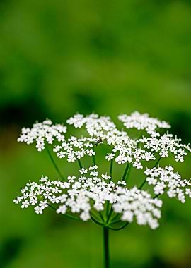 Aegopodium podagraria