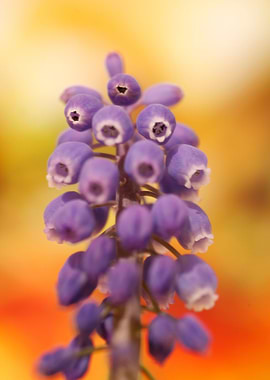 Muscari Neglectum Flower