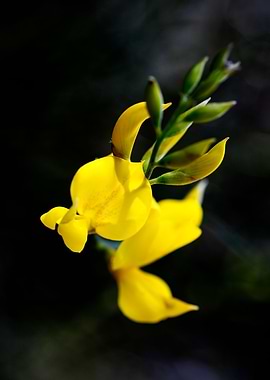 Cytisus flower Fabaceae