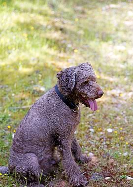Lagotto Romagnolo Portrait