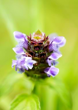 Prunella vulgaris flower