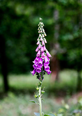Purpurea digitalis flower