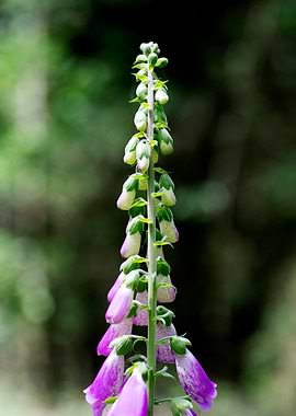 Purpurea digitalis flower