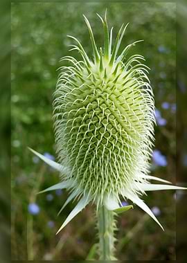 Thistle in the summer sun