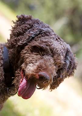 Lagotto Romagnolo Portrait