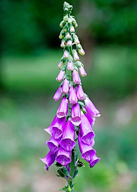 Purpurea digitalis flower