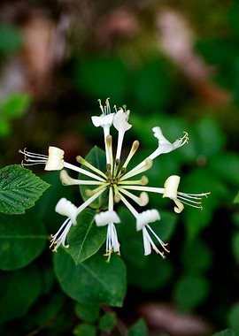Lonicera etrusca santi