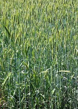 Green small leafs macro