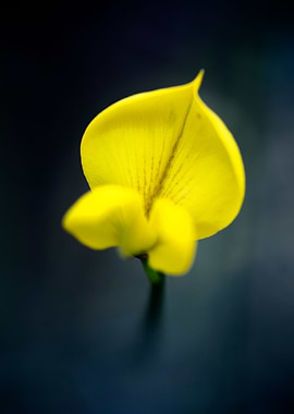 Cytisus flower Fabaceae