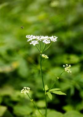 Aegopodium podagraria