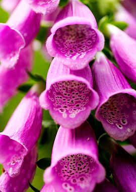 Purpurea digitalis flower