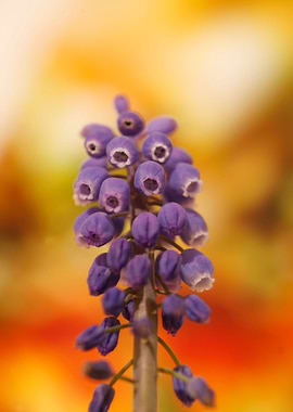 Muscari Neglectum Flower