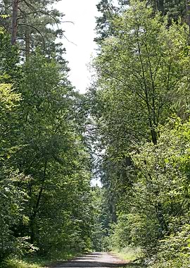 Wild Forest Background