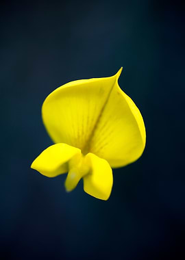 Cytisus flower Fabaceae