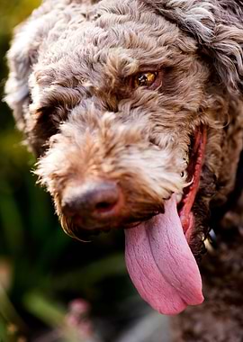 Lagotto Romagnolo Portrait
