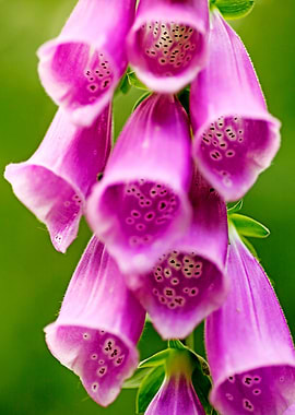 Purpurea digitalis flower