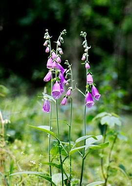 Purpurea digitalis flower