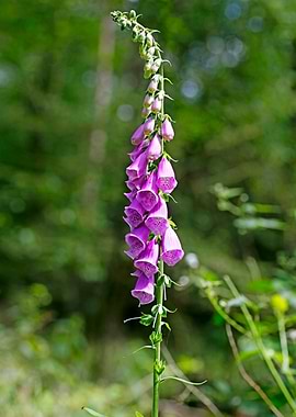 Purpurea digitalis flower