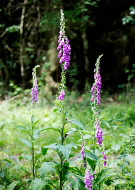 Purpurea digitalis flower
