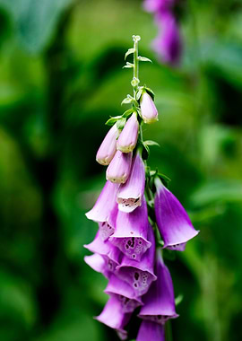 Purpurea digitalis flower