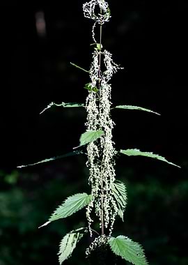 Urtica dioica Urticaceae