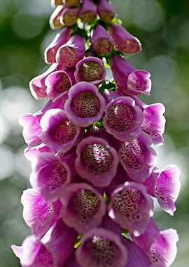 Purpurea digitalis flower