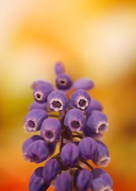 Muscari Neglectum Flower