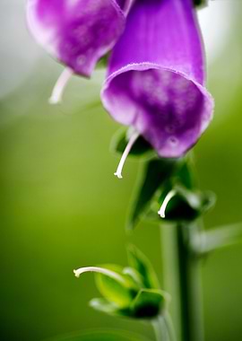 Purpurea digitalis flower