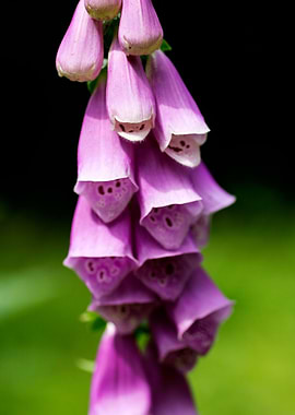Purpurea digitalis flower