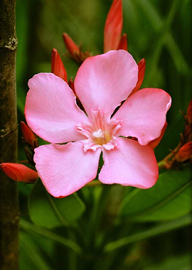 Nerium Oleander flower
