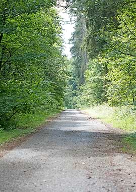 Wild Forest Background