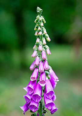 Purpurea digitalis flower
