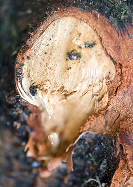 Wood macro trippy abstract