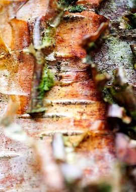 Wood macro trippy abstract