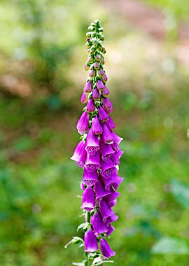 Purpurea digitalis flower