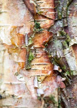 Wood macro trippy abstract