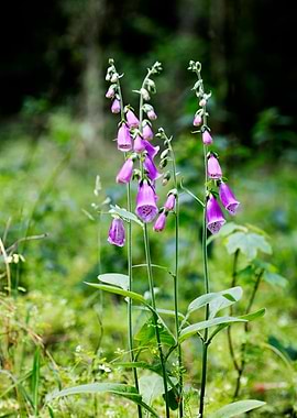 Purpurea digitalis flower