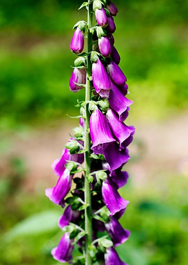 Purpurea digitalis flower