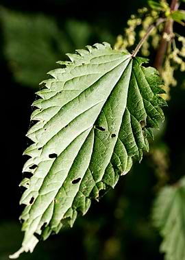 Urtica dioica Urticaceae