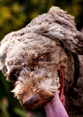 Lagotto Romagnolo Portrait
