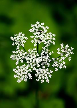 Aegopodium podagraria