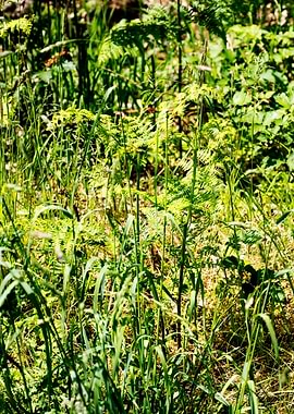 Green small leafs macro
